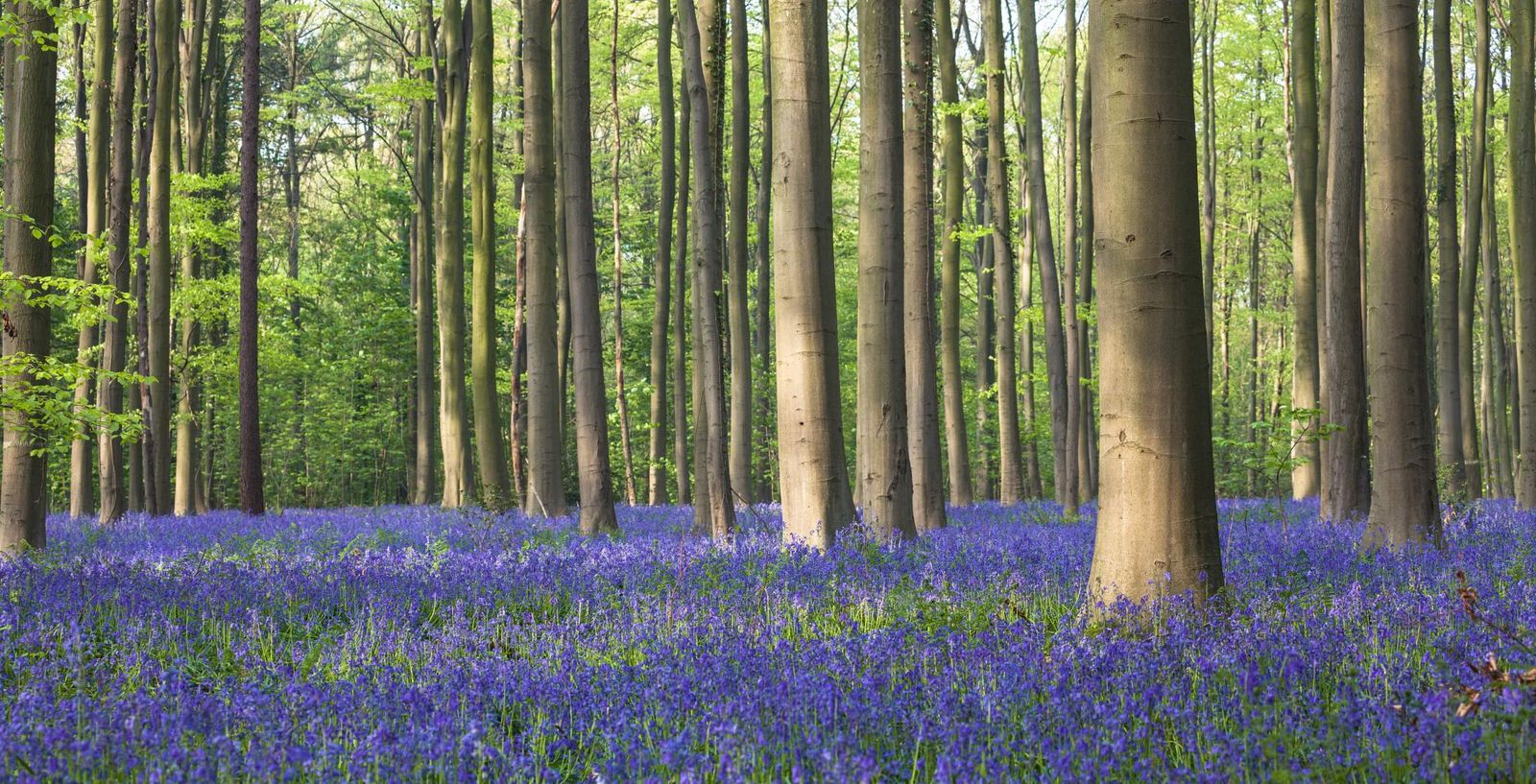 Een tapijt van paarse boshyacinten tussen hoge beuken in het Hallerbos