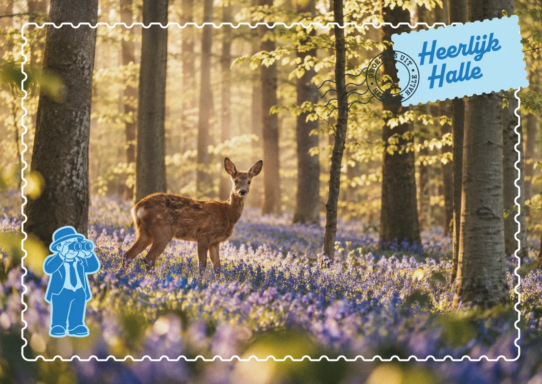 Postkaart met een ree tussen de boshyacinten in het Hallerbos